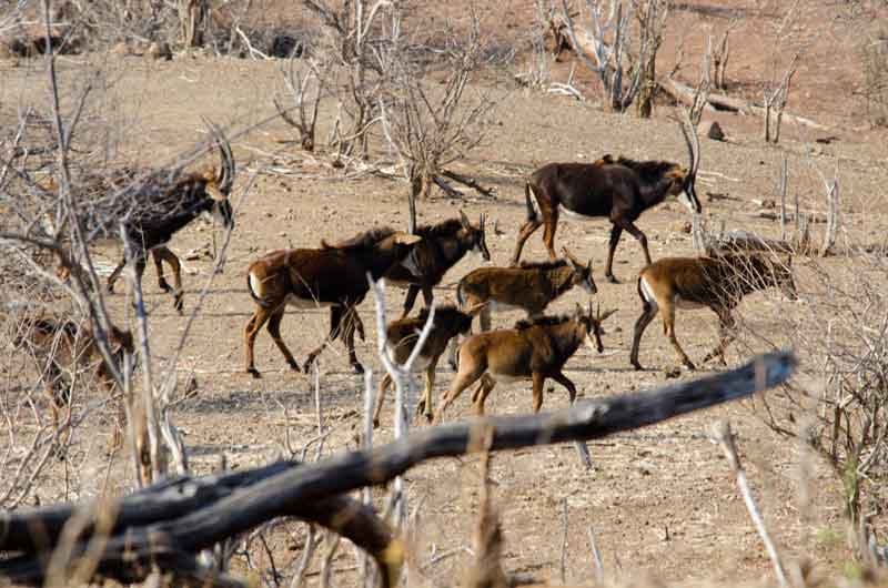 01 - Botswana - antilopes Sable - parque nacional de Chobe